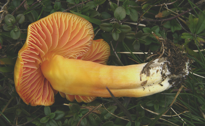 Diverse Hygrocybe da determinare/confermare.